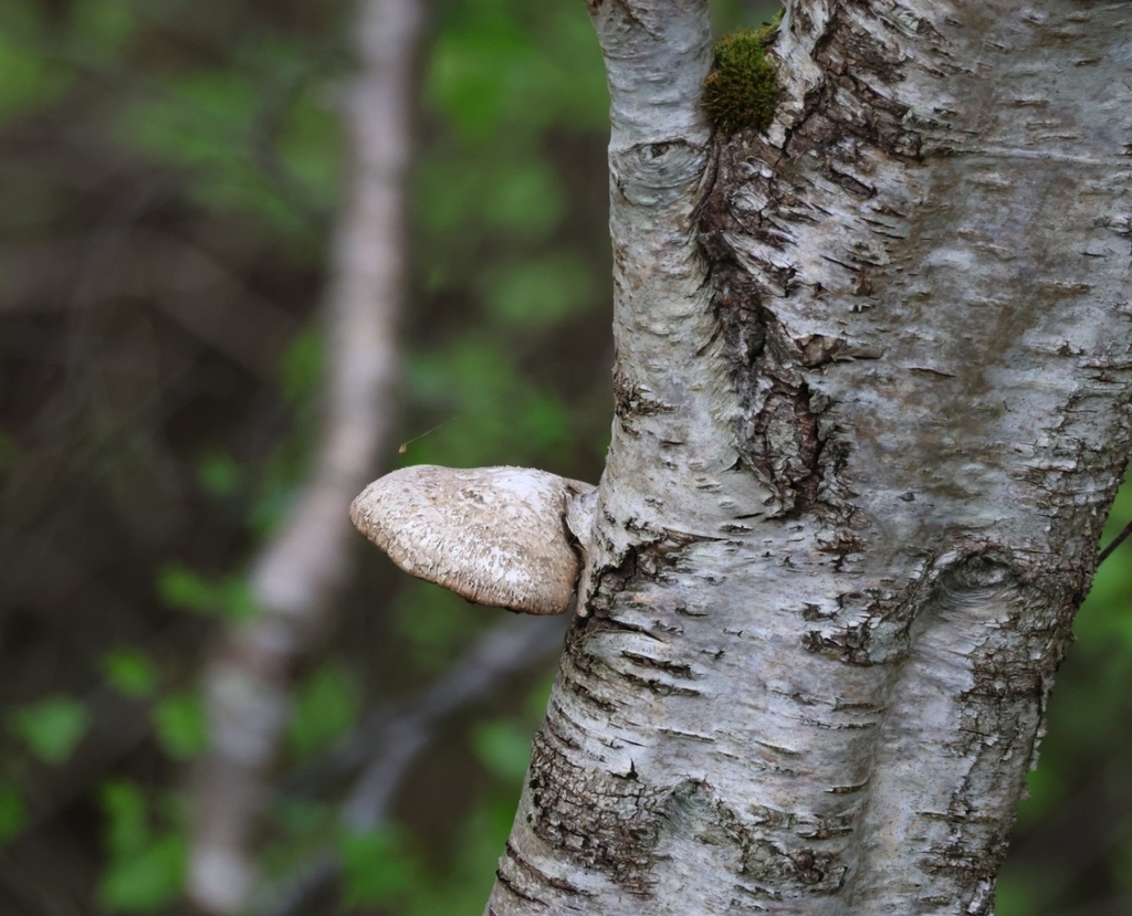 Fomitopsis betulina · May 2026 · photo: © ikelman (iNaturalist, cc0)