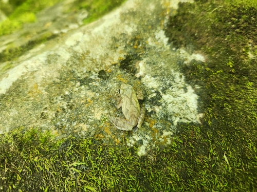 Spring Peeper observed by brookejones4