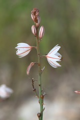 Asphodelus tenuifolius