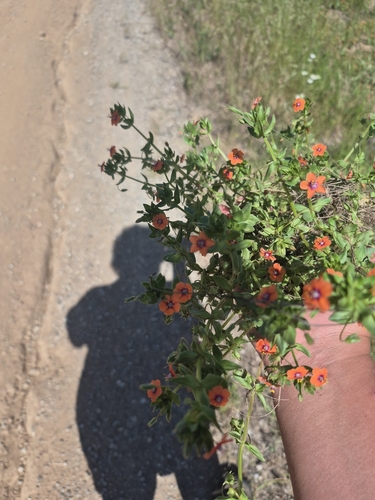 iNaturalist observation photo of scarlet pimpernel