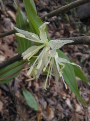 Prosartes maculata