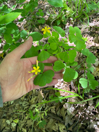 Great yellow woodsorrel (Oxalis grandis)