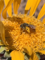 Andrena balsamorhizae