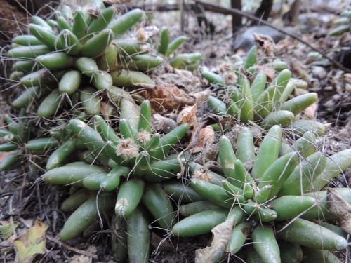 Mammillaria longimamma