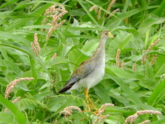 Porphyrio flavirostris