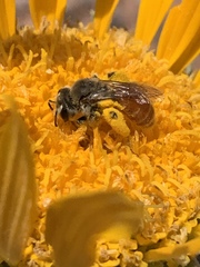 Andrena balsamorhizae