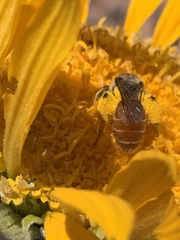 Andrena balsamorhizae