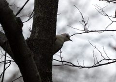 Melanerpes carolinus