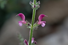 Salvia hierosolymitana