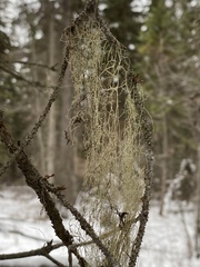 Ramalina thrausta