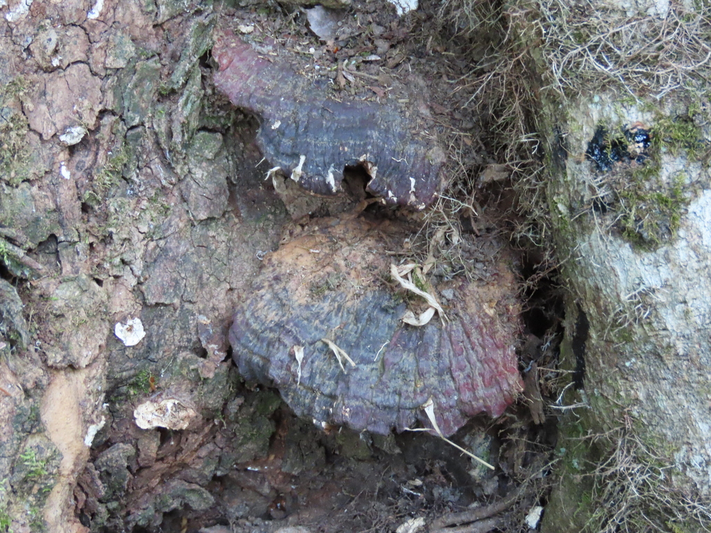 Ganoderma sessile · May 2026 · photo: Photo: (c) Bruce Slater, some rights reserved (CC BY) · iNaturalist
