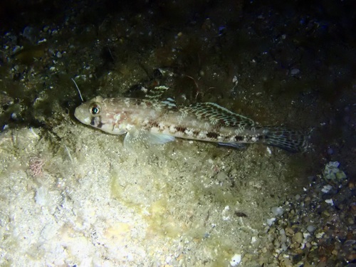 Gobius geniporus