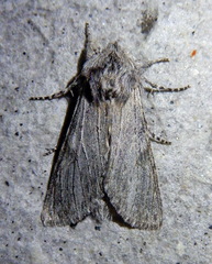 Dicranura ulmi