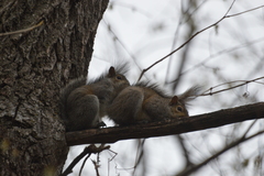 Sciurus carolinensis