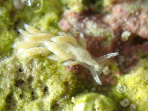 Tenellia albocrusta