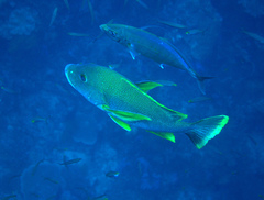Lutjanus rivulatus