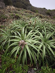 Ochagavia litoralis