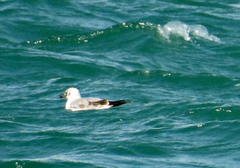 Chroicocephalus ridibundus