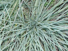 Aciphylla squarrosa squarrosa