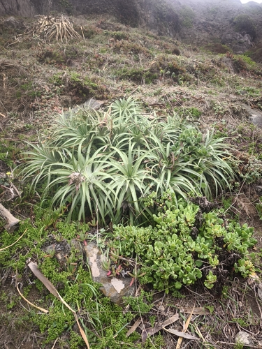 Ochagavia litoralis, photograph 2