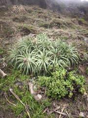 Ochagavia litoralis, photograph author not stated, no rights reserved