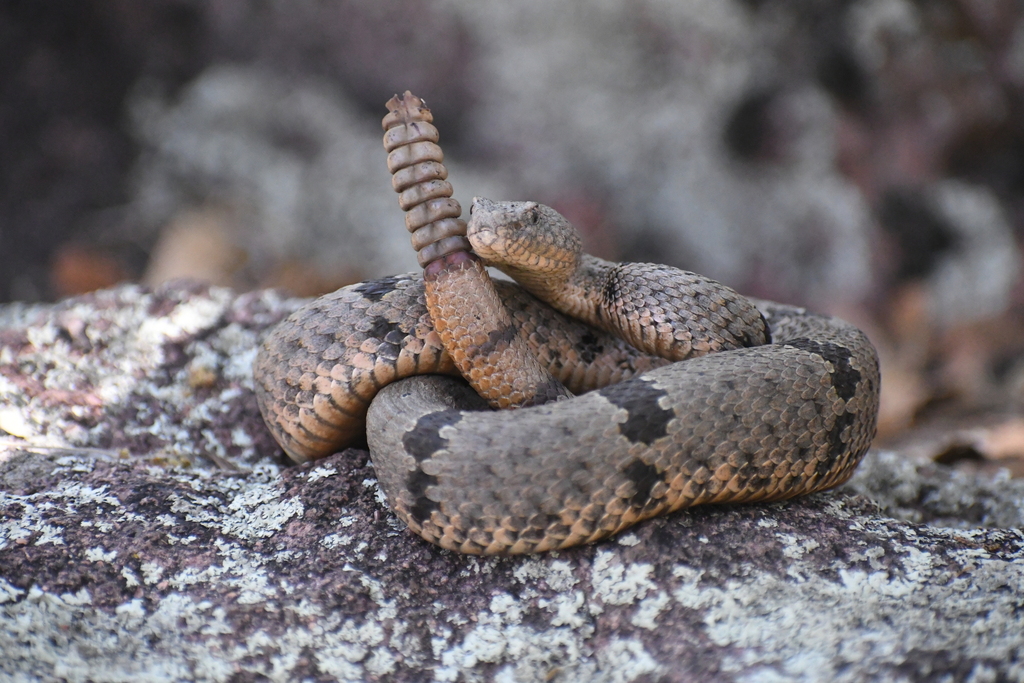 Banded Rock Rattlesnake in May 2026 by Max Roberts. Large adult ...