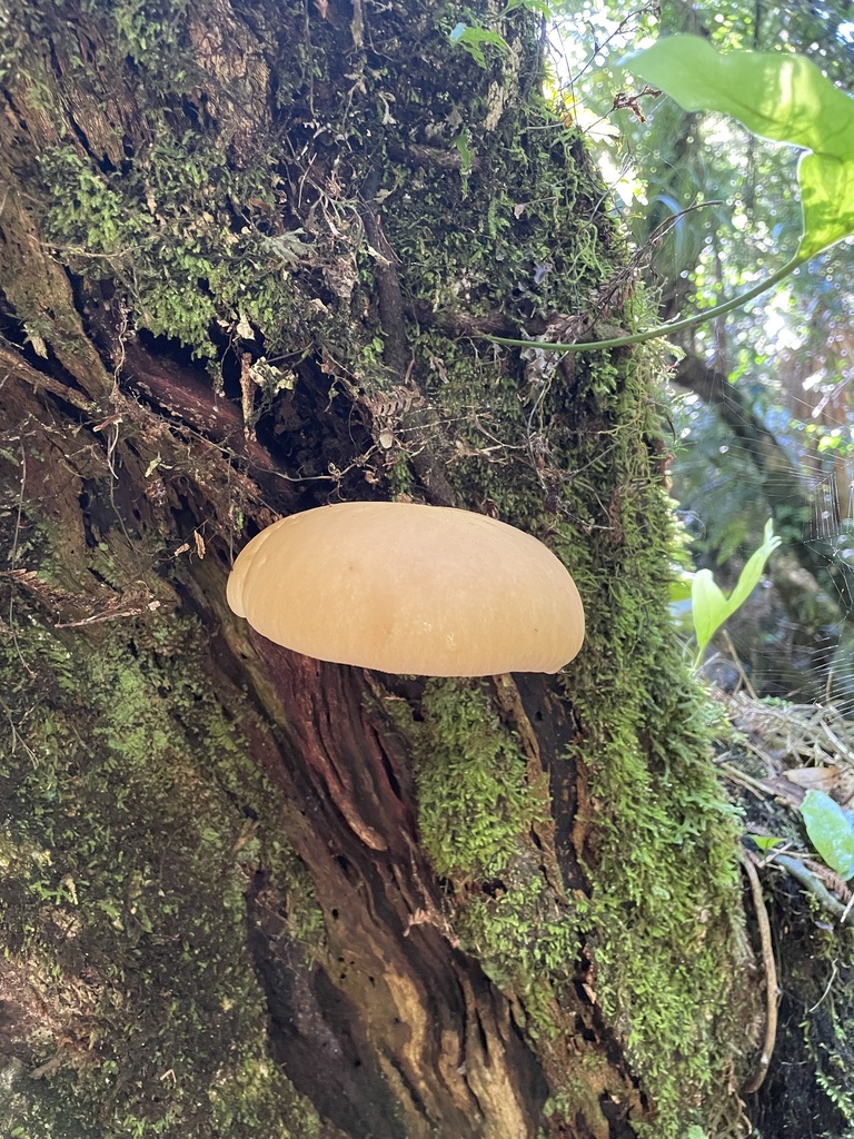 Cyclocybe parasitica · May 2026 · photo: © bts_blaire (iNaturalist, cc0)