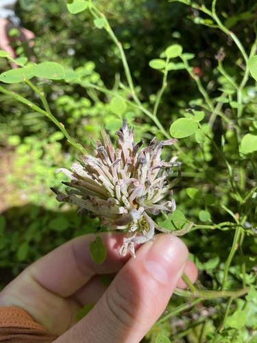 Exobasidium parvifolii observed 2026-05-09