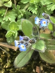 Myosotis stricta