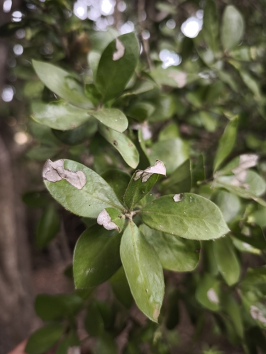 Archidasyphyllum excelsum