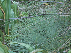 Aciphylla squarrosa squarrosa