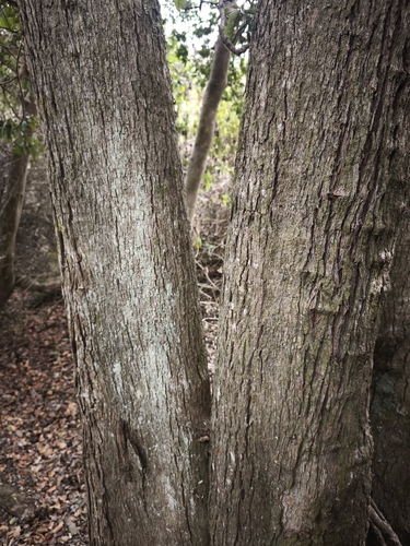 Archidasyphyllum excelsum, photograph 1