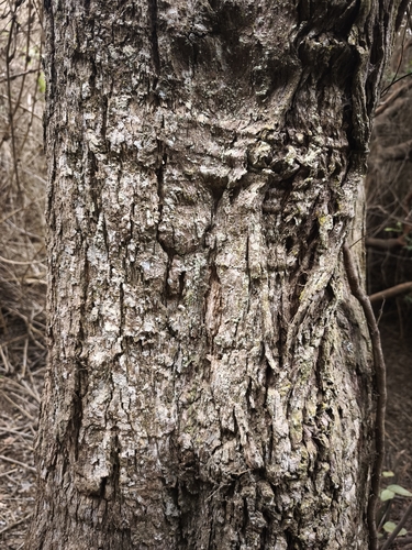 Archidasyphyllum excelsum, photograph 2