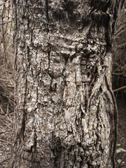 Archidasyphyllum excelsum, photograph Matias Adolfo González Tobar, CC0, iNaturalist via GBIF
