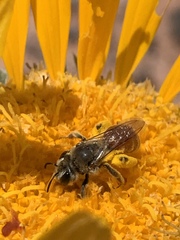 Andrena balsamorhizae
