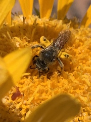 Andrena balsamorhizae