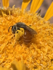 Andrena balsamorhizae