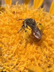 Andrena balsamorhizae
