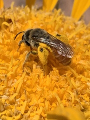 Andrena balsamorhizae