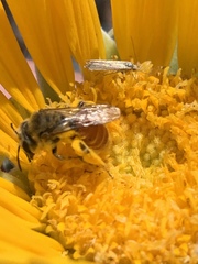 Andrena balsamorhizae