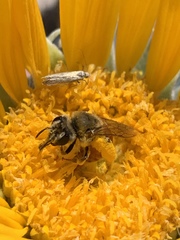 Andrena balsamorhizae
