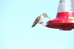 Trochilidae