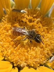 Andrena balsamorhizae