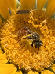 Andrena balsamorhizae