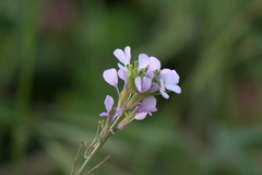 Erucaria hispanica