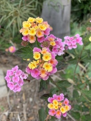 Lantana camara