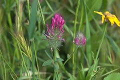 Trifolium purpureum