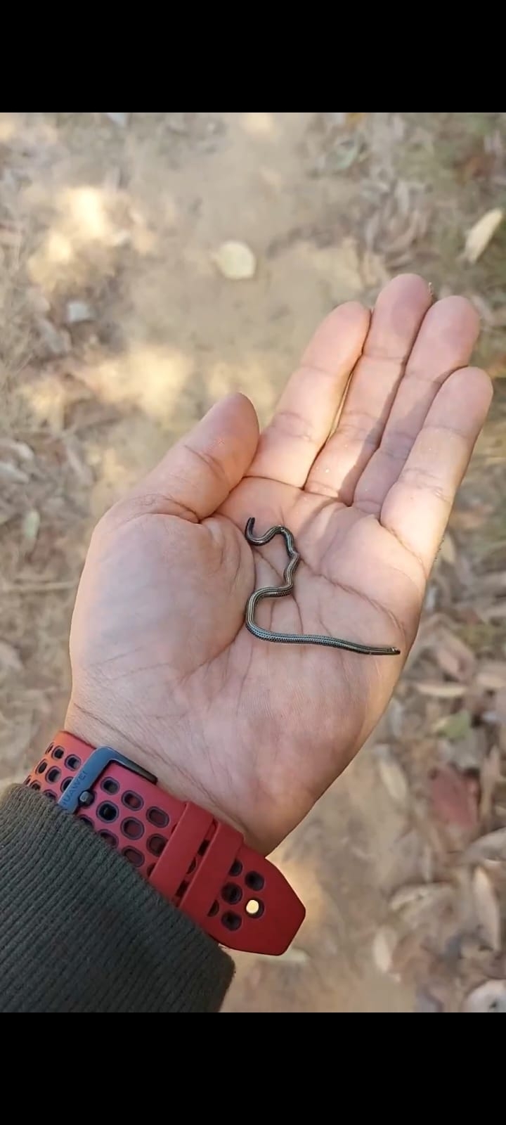 South American Blind Snake photo 3