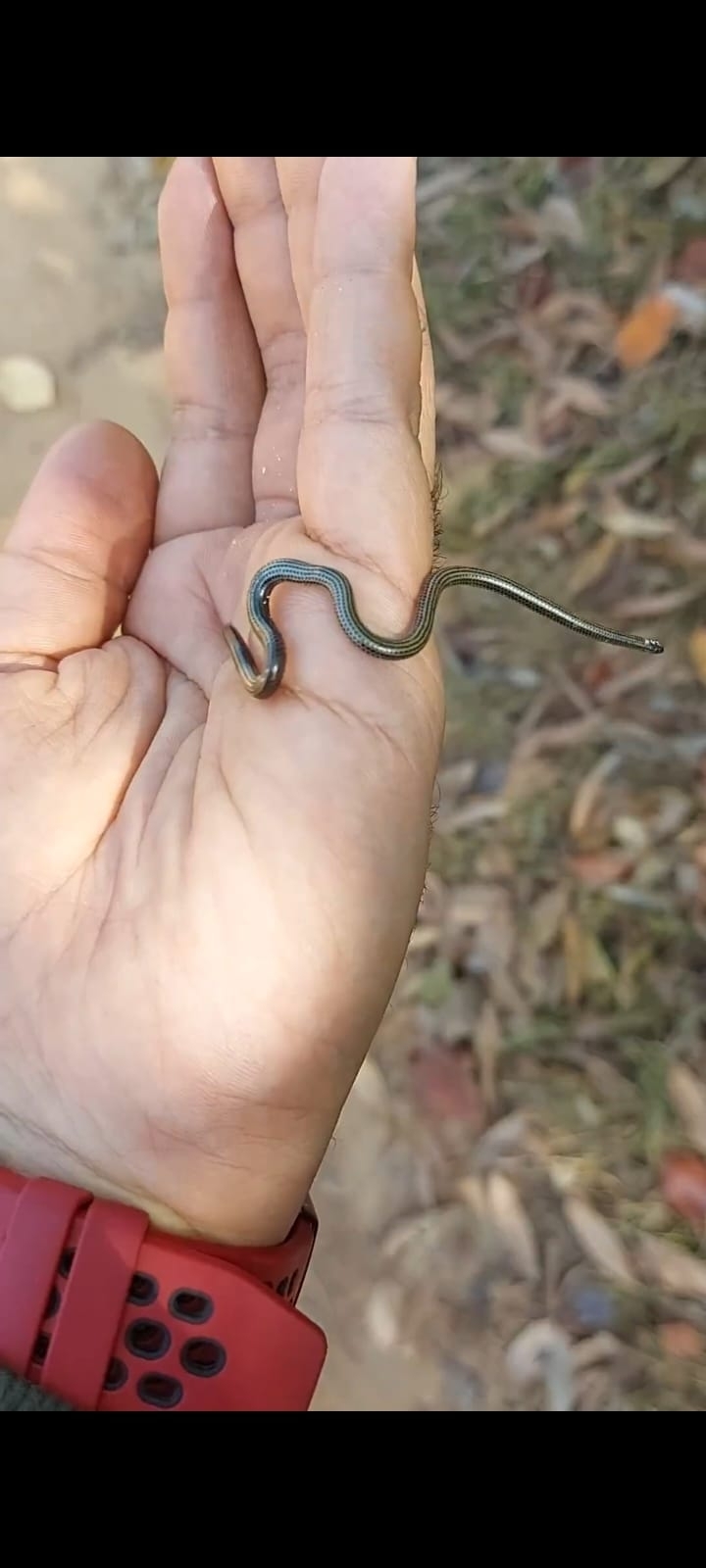 South American Blind Snake photo 2