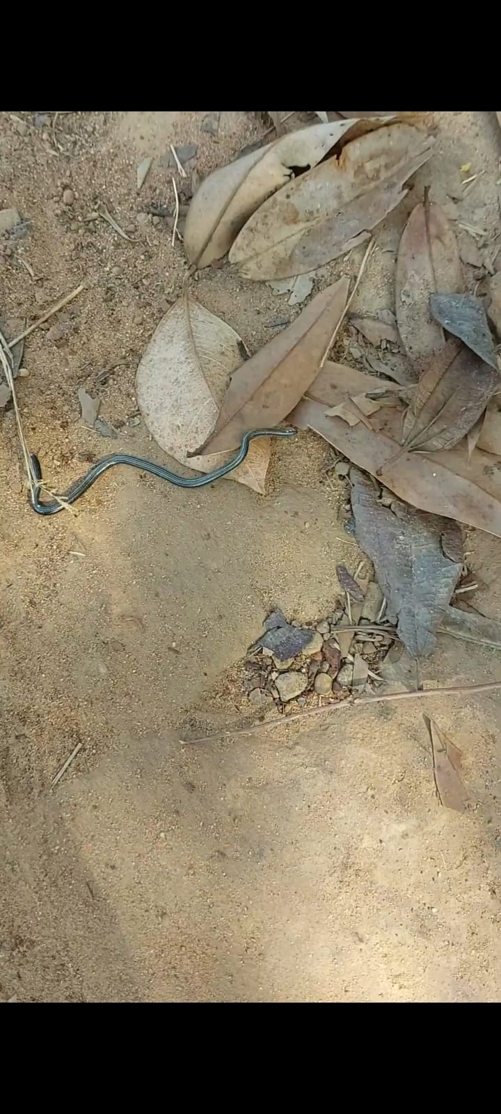 South American Blind Snake photo 4